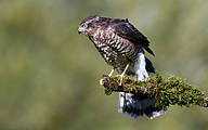Eurasian sparrowhawk (Accipiter nisus)